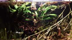 Besatz im Aquarium Kasumi