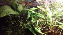 Besatz im Aquarium Kasumi