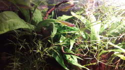 Besatz im Aquarium Kasumi