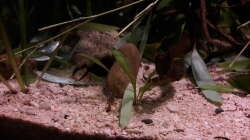 Dekoration im Aquarium Kasumi