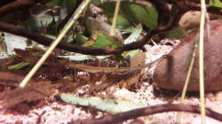 Besatz im Aquarium Kasumi