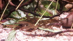 Besatz im Aquarium Kasumi