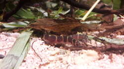 Besatz im Aquarium Kasumi