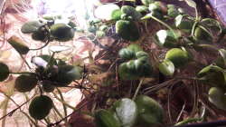 Pflanzen im Aquarium Kasumi