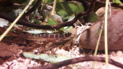 Besatz im Aquarium Kasumi