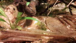 Dekoration im Aquarium Kasumi