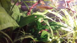 Besatz im Aquarium Kasumi