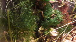 Pflanzen im Aquarium Kasumi