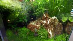 Dekoration im Aquarium Fluval F60