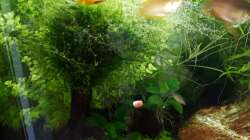 Besatz im Aquarium Fluval F60