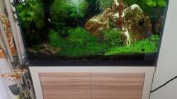 Dekoration im Aquarium Fluval F60