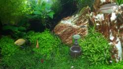 Pflanzen im Aquarium Fluval F60