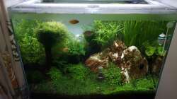 Pflanzen zurückgeschnitten