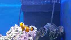 Falscher Clownfisch `Nemo`