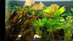 Pflanzen im Aquarium Becken 33864
