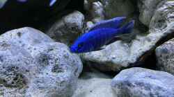 Besatz im Aquarium blue malawi (wurde aufgelöst)