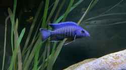 Besatz im Aquarium blue malawi (wurde aufgelöst)