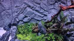 Aquarium Vom Dschungel zum Iwagumi