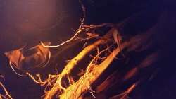 Besatz im Aquarium Rio Negro - aufgelöst - nur noch als Beispiel