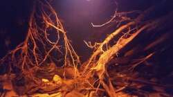 Von einem umgestürzten Baum habe ich mir einige Wurzeln genommen und ins Becken