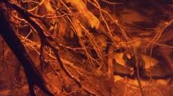 Dekoration im Aquarium Rio Negro - aufgelöst - nur noch als Beispiel