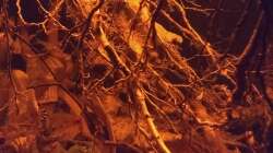 Dekoration im Aquarium Rio Negro - aufgelöst - nur noch als Beispiel