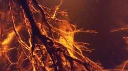 Dekoration im Aquarium Rio Negro - aufgelöst - nur noch als Beispiel