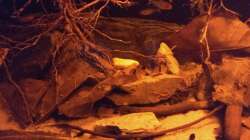 Besatz im Aquarium Rio Negro - aufgelöst - nur noch als Beispiel