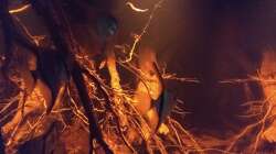 Aquarium Rio Negro - aufgelöst - nur noch als Beispiel