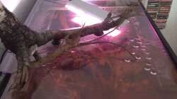 dimmbare Chihiros mit rotem Bastelpapier unterlegt