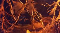 Besatz im Aquarium Rio Negro - aufgelöst - nur noch als Beispiel