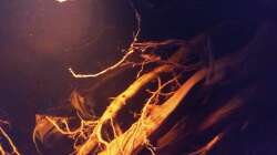 Dekoration im Aquarium Rio Negro - aufgelöst - nur noch als Beispiel