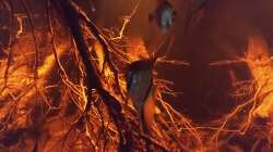 Besatz im Aquarium Rio Negro - aufgelöst - nur noch als Beispiel