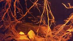 Besatz im Aquarium Rio Negro - aufgelöst - nur noch als Beispiel