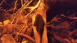 Besatz im Aquarium Rio Negro - aufgelöst - nur noch als Beispiel