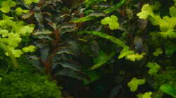 Pflanzen im Aquarium Elysion