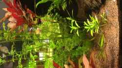 Pflanzen im Aquarium Becken 33922 Ceylons Raumteiler