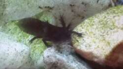 2 feuerbauchmolch kinder im frühen stadium (zum ersten mal Nachwuchs, verschwinden