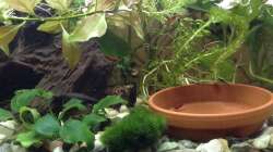 Auch die Garnelen sind fotogen