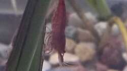 Besatz im Aquarium Aufgelöst 33928 feuerbauchmolche