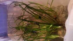 gefährliches Notquartier