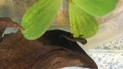 Besatz im Aquarium Aufgelöst 33928 feuerbauchmolche