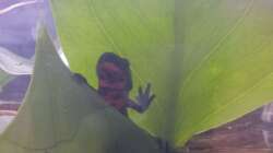 feuerbauchmolch winkend