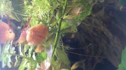 Red Fire Garnele knabbert Möhre 