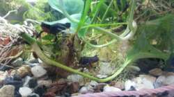 entspannen auf der Wurzel der Efeutute