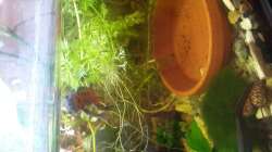 Sascha paddelt oft direkt unter der Oberfläche 