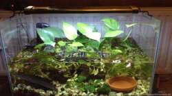 Aquarium Aufgelöst 33928 feuerbauchmolche