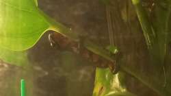 Kletterspaß und Flucht vor der Strömung 