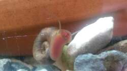 posthornschnecken putztrupp