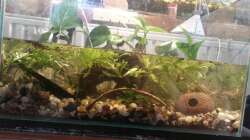 Besatz im Aquarium Aufgelöst 33928 feuerbauchmolche